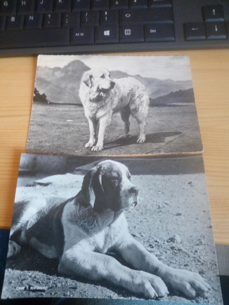LOT DEUX CARTES POSTALES CHIEN DE PYRENEES ET ST B 10 Levainville (28)