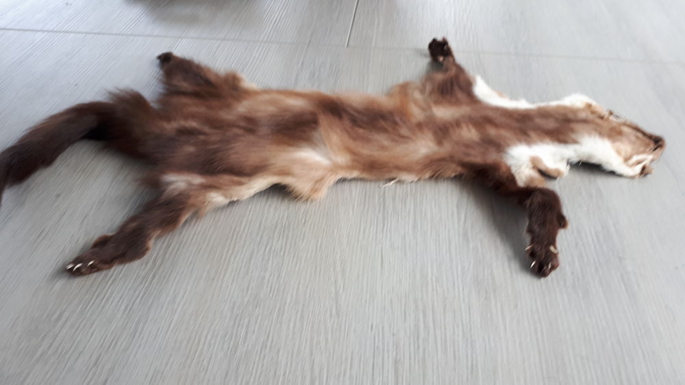 deux peaux de vison en parfait �tat 20 Le Mans (72)