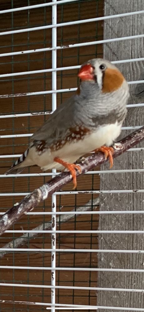 diamant mandarin 5 Bayencourt (80)