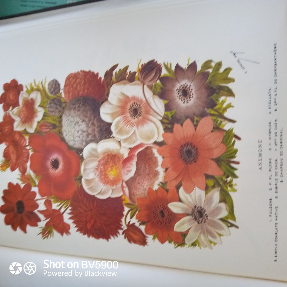 Dictionnaire horticulture collector 1600 Guichen (35)