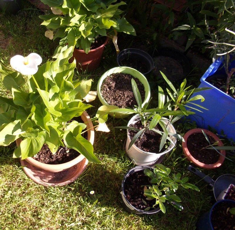 differentes plantes et arbuste dans pot a repiquer 3 Saint-Genis-les-Olli�res (69)