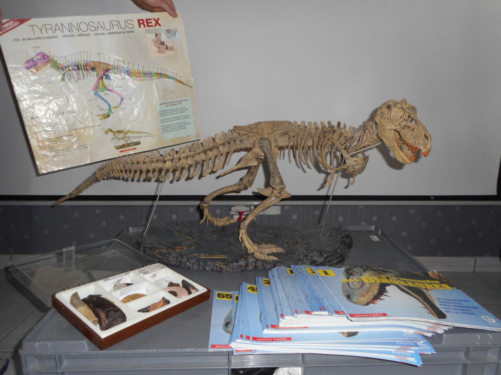 Dinosaure - Tyrannosaurus rex 0 P�dernec (22)