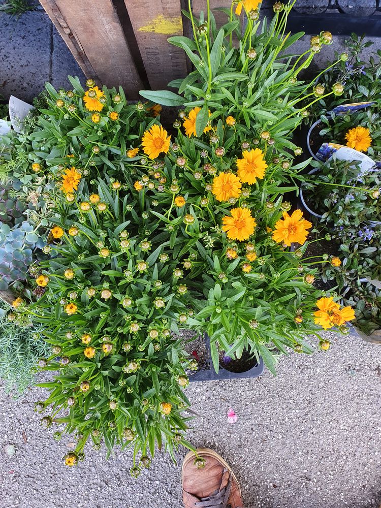 Disponible  lots de plantes vivaces 
30 Ribemont (02)