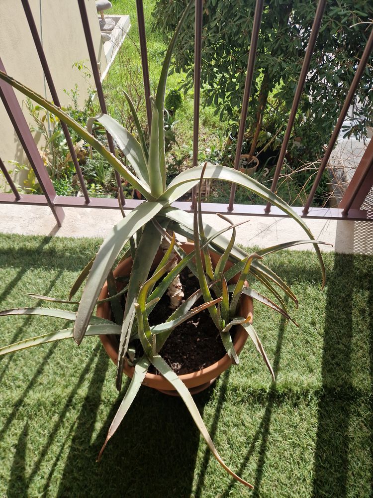 DIVERS PLANTES GRASSES  10 Nice (06)