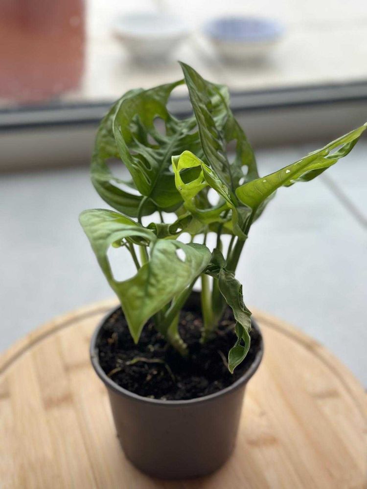 divers plantes 4 N�mes (30)