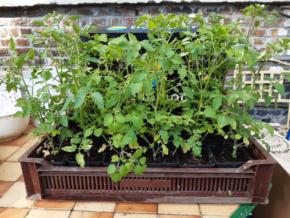 divers plants de l�gummes 1 Hasnon (59)