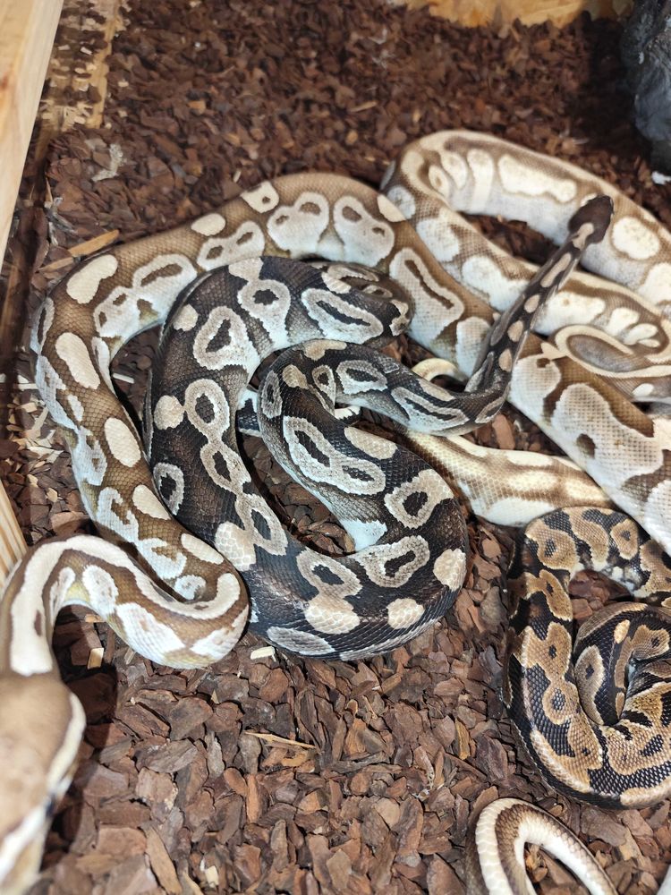 divers+python+suite+arr�t+terrario 30 N�mes (30)