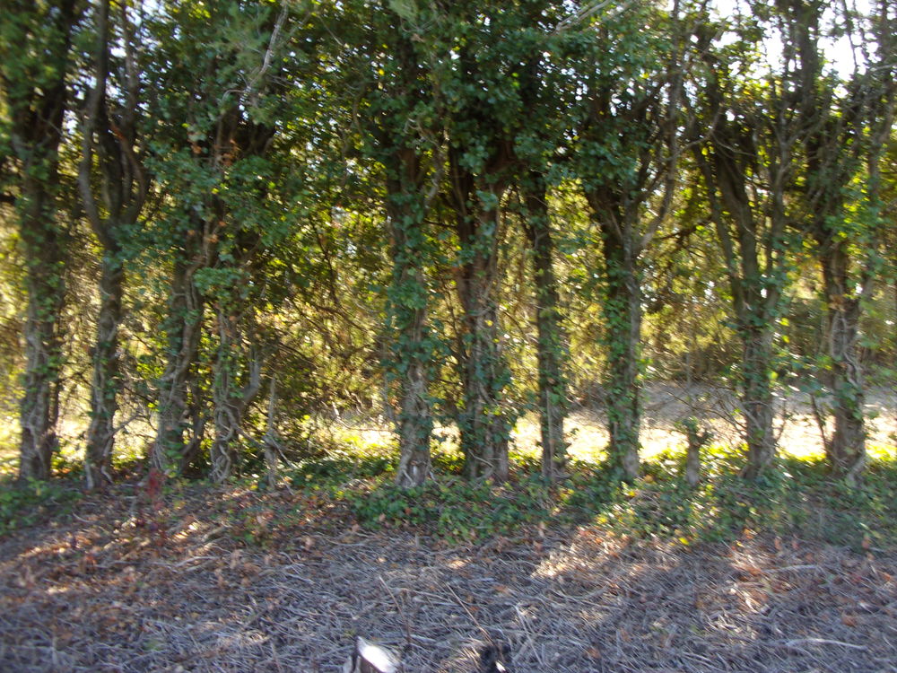 Donne bois de chauffage (cypr�s) � couper soi-m�me
0 Orange (84)