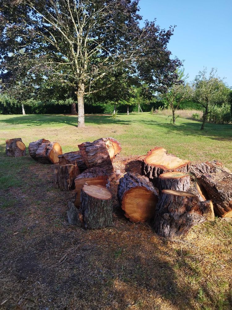 Donne  Bois de Pin 0 Mosnac (16)