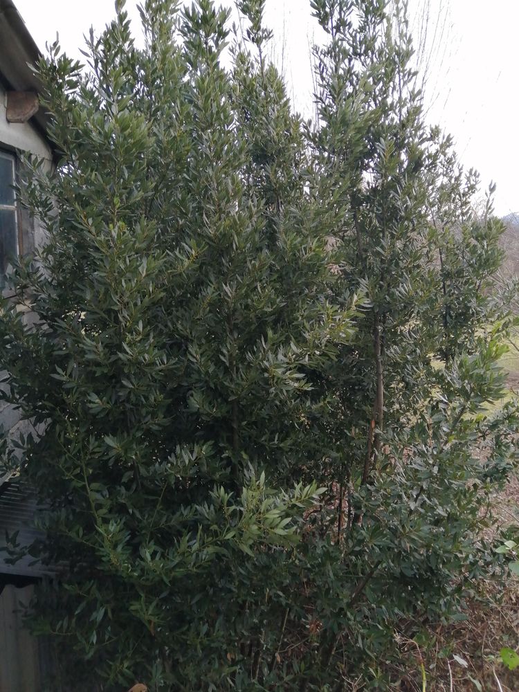 JE DONNE DES BRANCHES DE LAURIER SAUCE 0 Lanne (65)