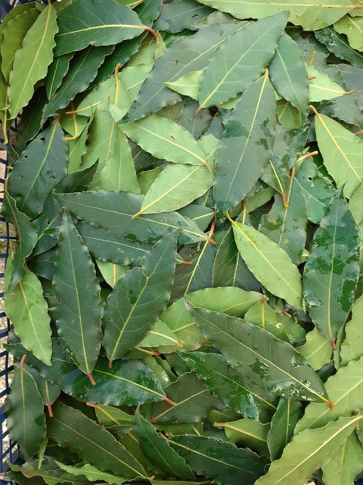 Donne feuilles de laurier sauce 0 Saint-Ch�ron (91)