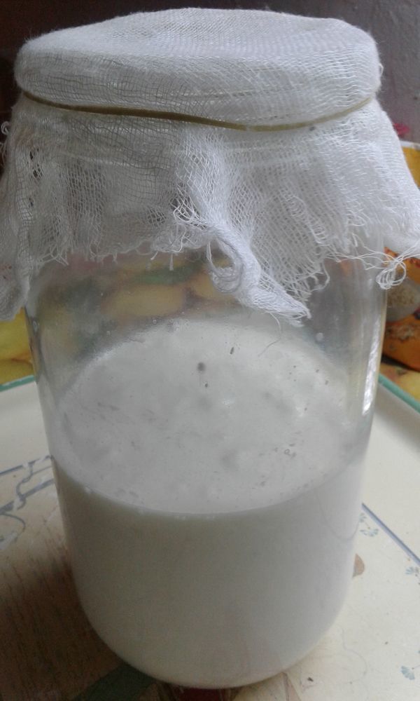 Donne grains de Kefir de lait . 0 La Cambe (14)
