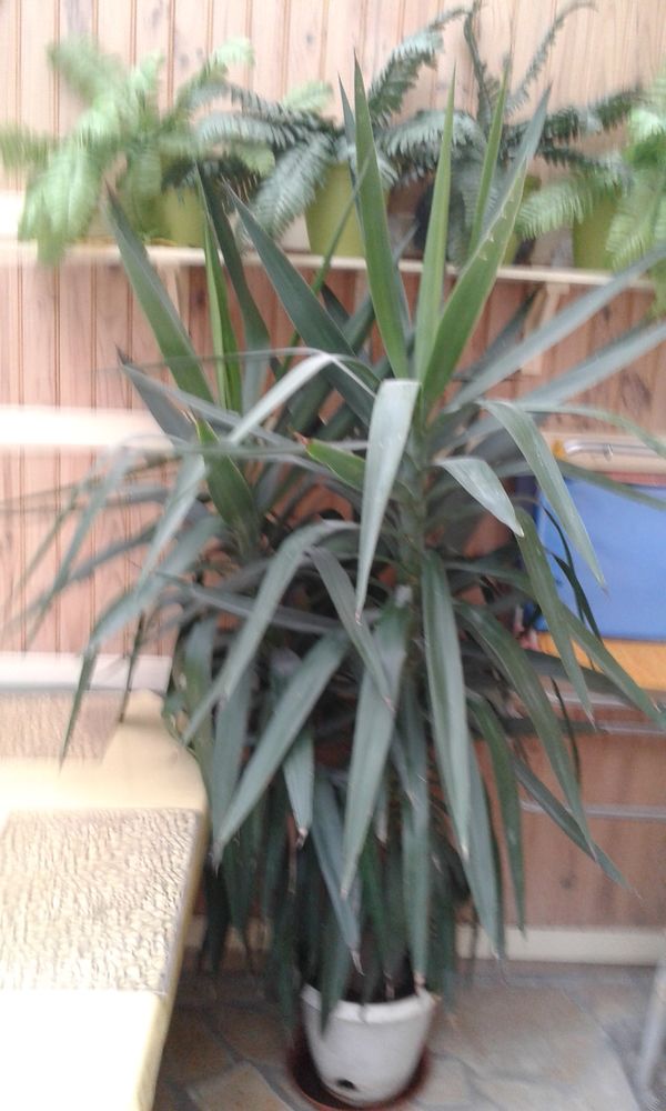 DONNE YUCCA EN POT  METRES DE HAUT 0 Lavelanet (09)