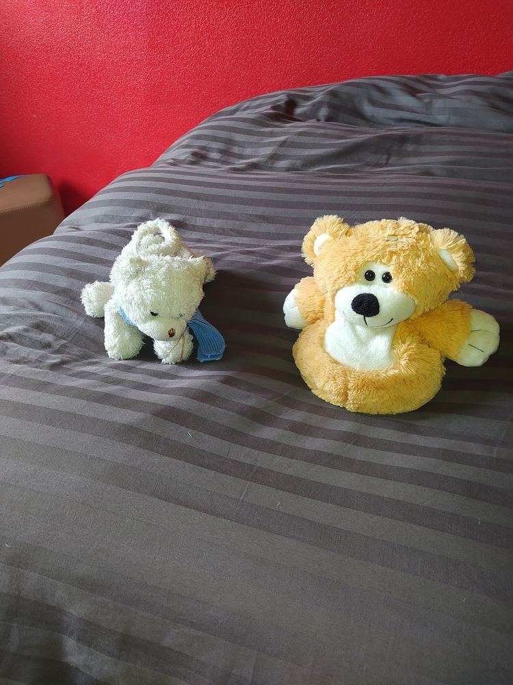 DOUDOU 3 Saint-Avit (40)