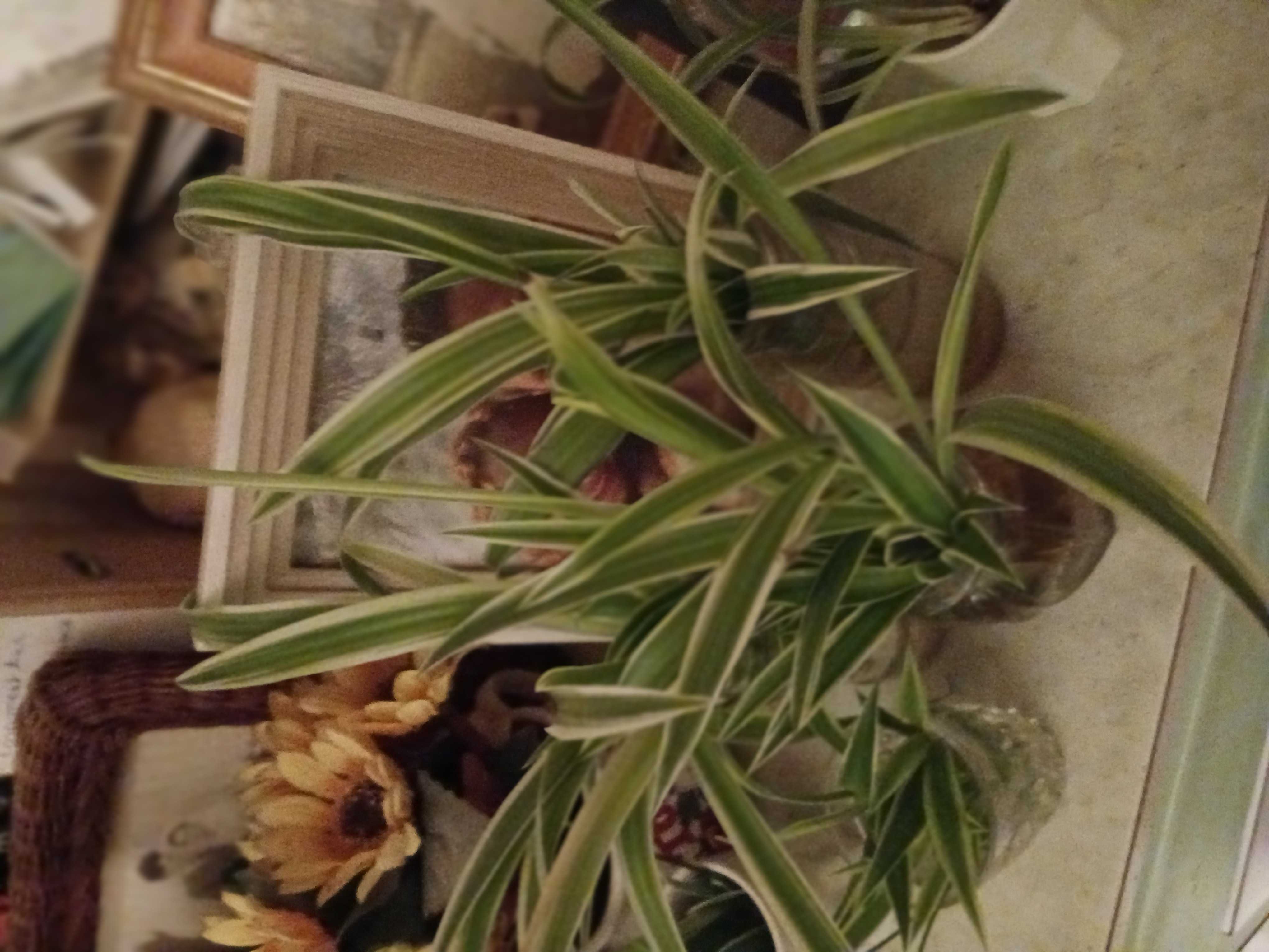 dracaena ,chlorophgtum 3 Selles-sur-Cher (41)