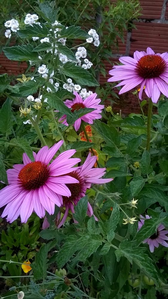 Echinac�e rose   graines 1 Sainte-Genevi�ve-des-Bois (91)