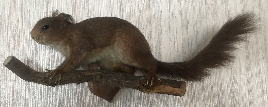 Ecureuil courant sur une branche 10 Rosny-sous-Bois (93)