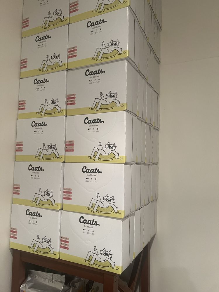 effiloch�s p�t�e chats et chatons 10 Vannes (56)