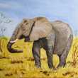 Elephant d'afrique 300 Labastide-Murat (46)