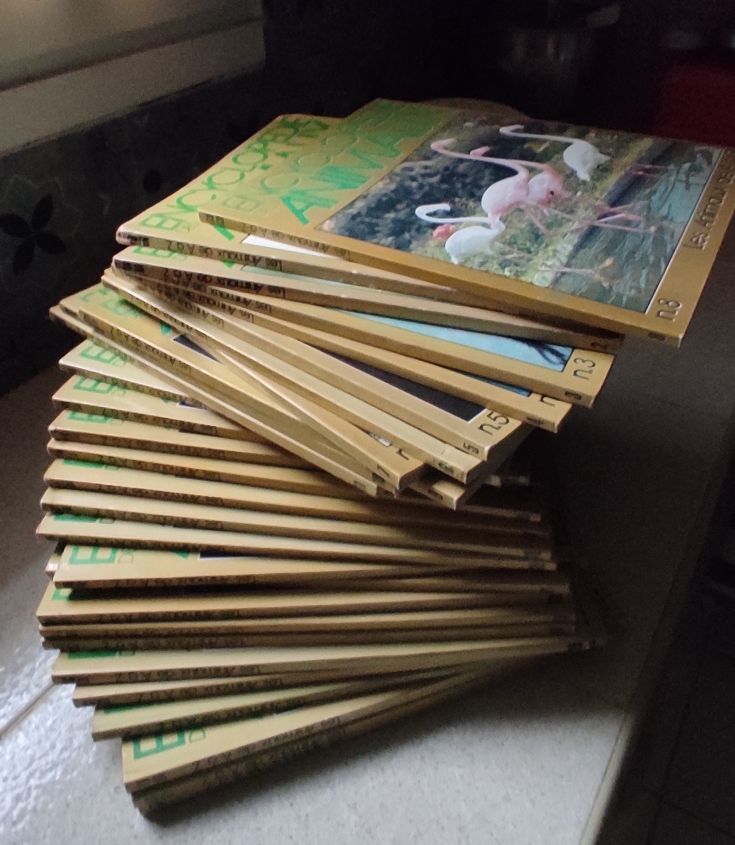 encyclop�die des animaux 18 Flavin (12)