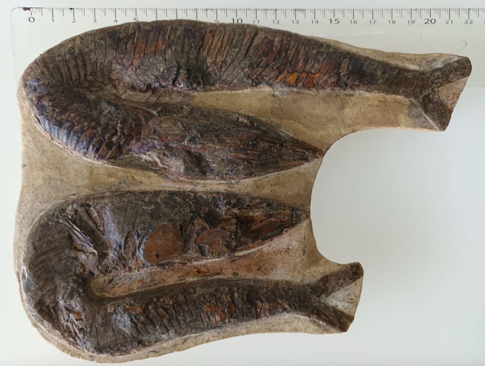 Ensemble 2 Poissons Fossiles 230 Le Gosier (97)