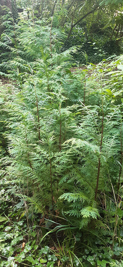 lot d'environ 40 Thuyas
150 Altkirch (68)