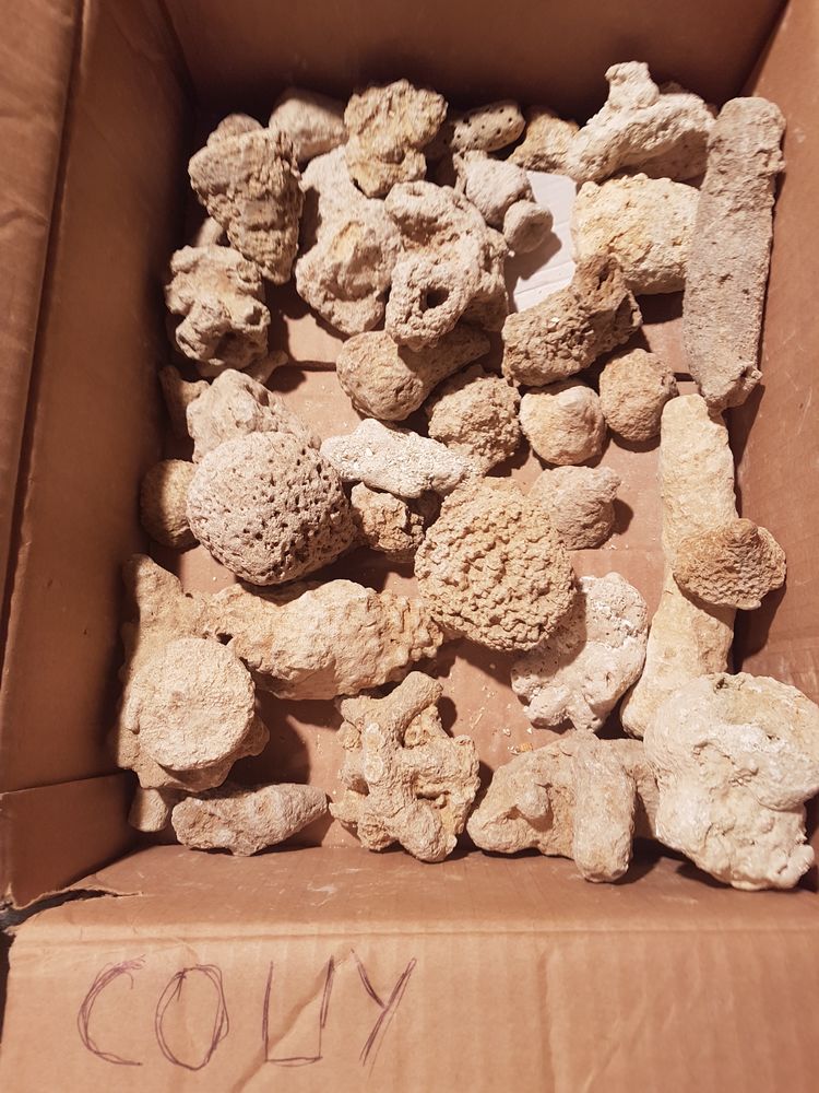 Eponges fossiles 0 Fr�jus (83)