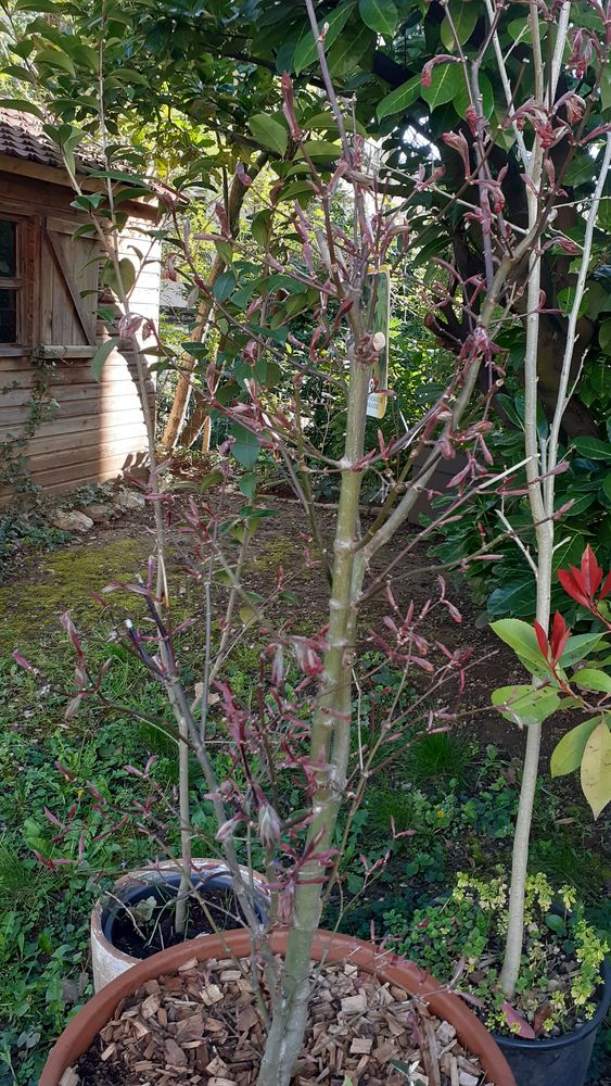 Erable Osakazuki 1m30 150 Lyon 4 (69)