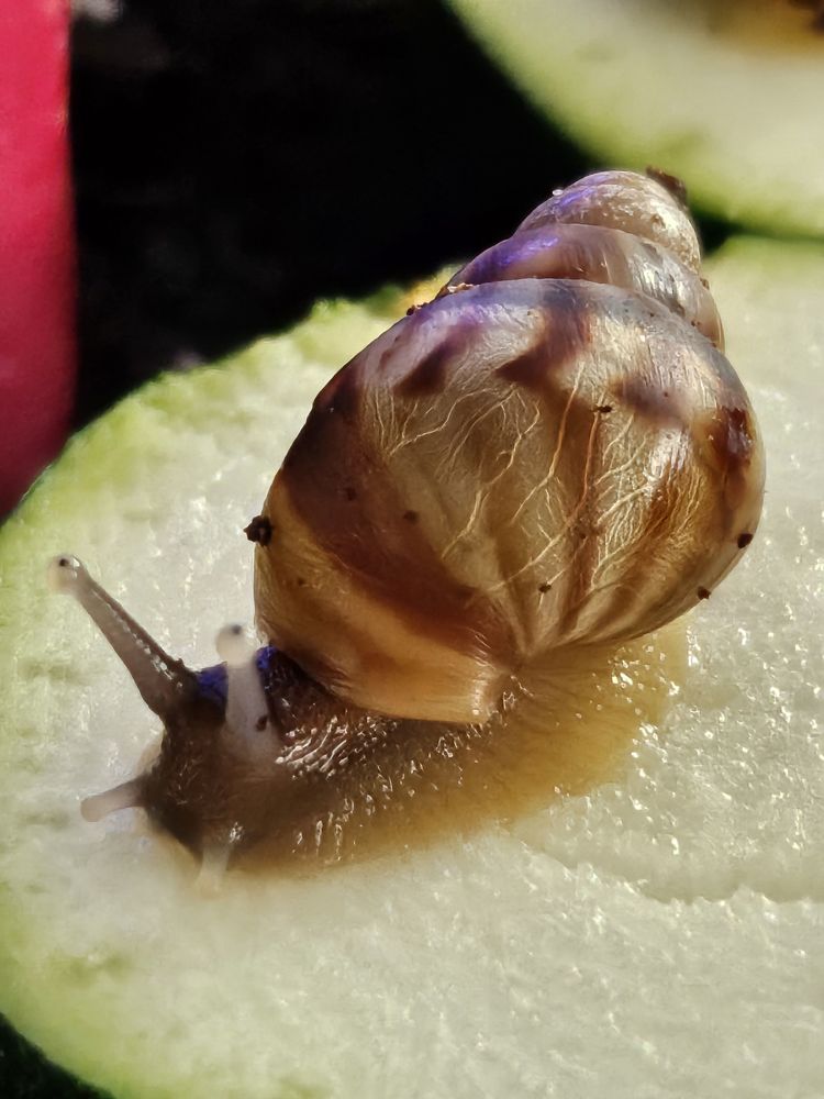 escargots 20 Wittisheim (67)