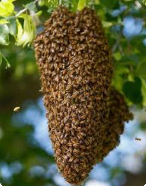 Essaim d'abeilles 0 Tarbes (65)