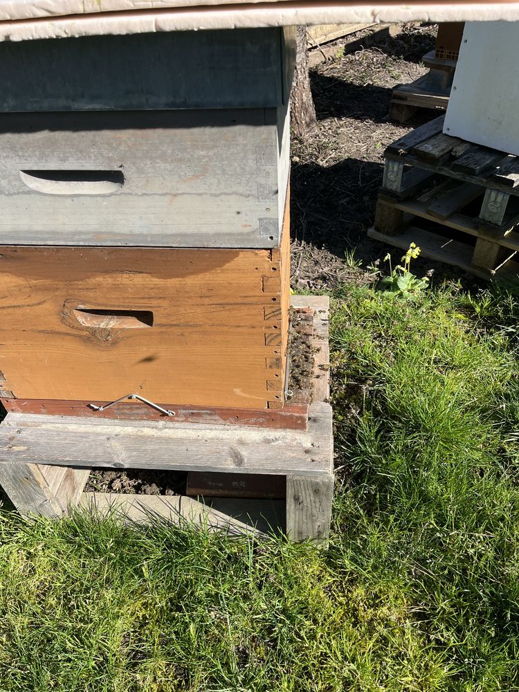 Essaims Abeilles Hivern�s 110 Saint-Lys (31)