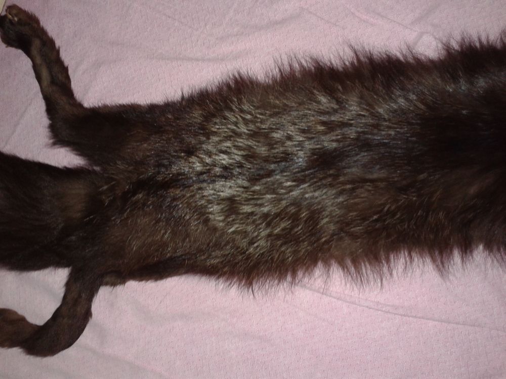 �tole en renard argent� 50 Dijon (21)