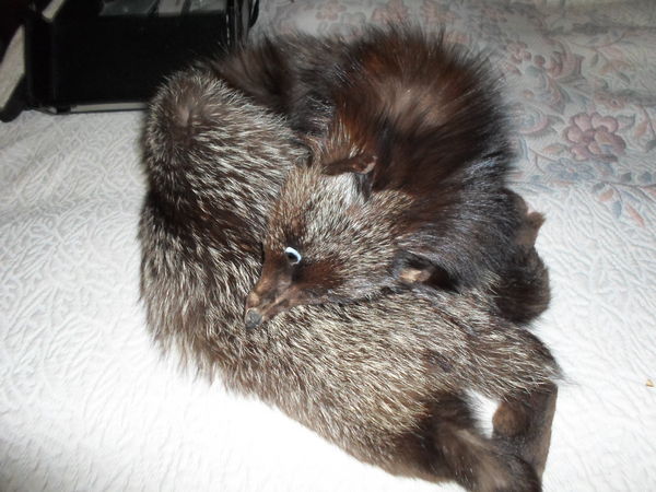 etole de renard 80 Am�lie-les-Bains-Palalda (66)