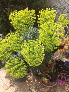 EUPHORBE 0 Maisons-Alfort (94)