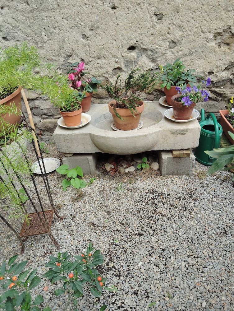 �vier ancien 500 Ginestas (11)