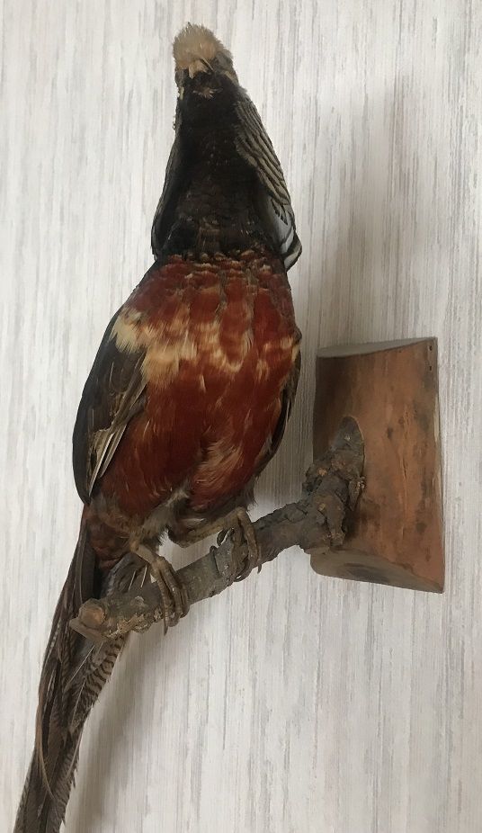 Faisan dor� naturalis� 15 Rosny-sous-Bois (93)