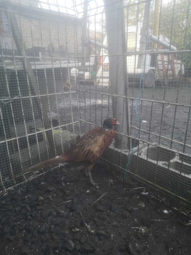 faisan 25 Beauregard-l'�v�que (63)