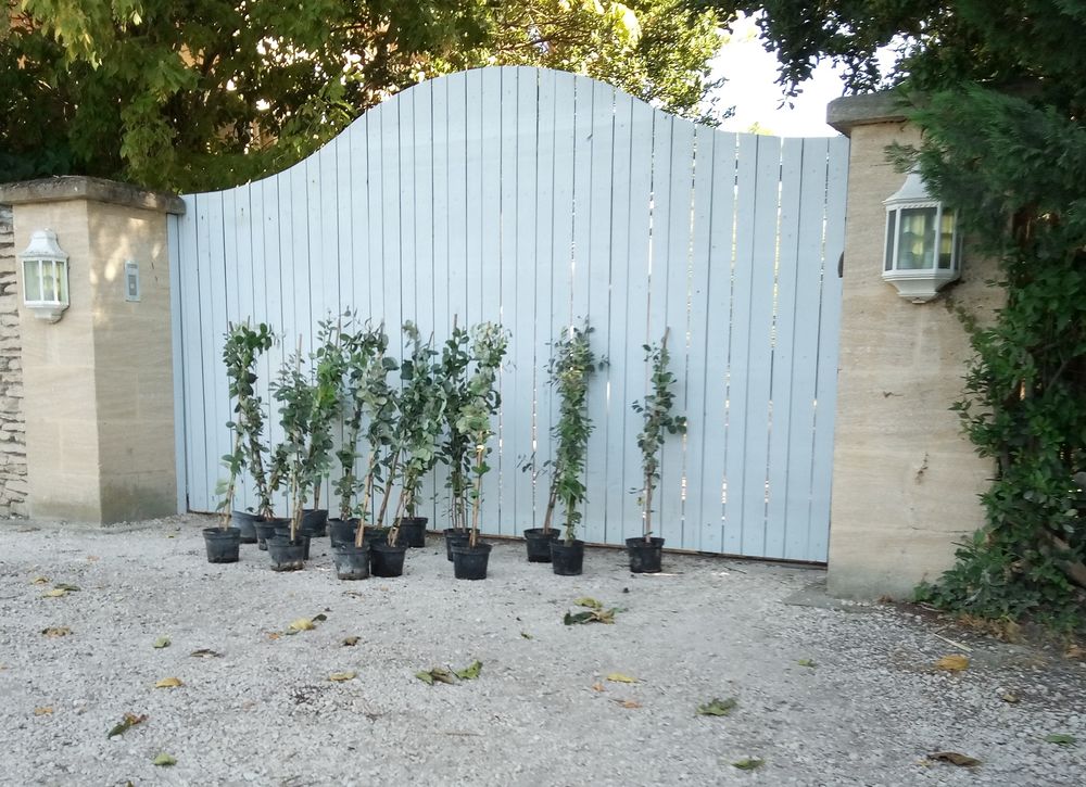 Feijoa 'Goyavier du Br�sil' en container 15 Ch�teaurenard (13)