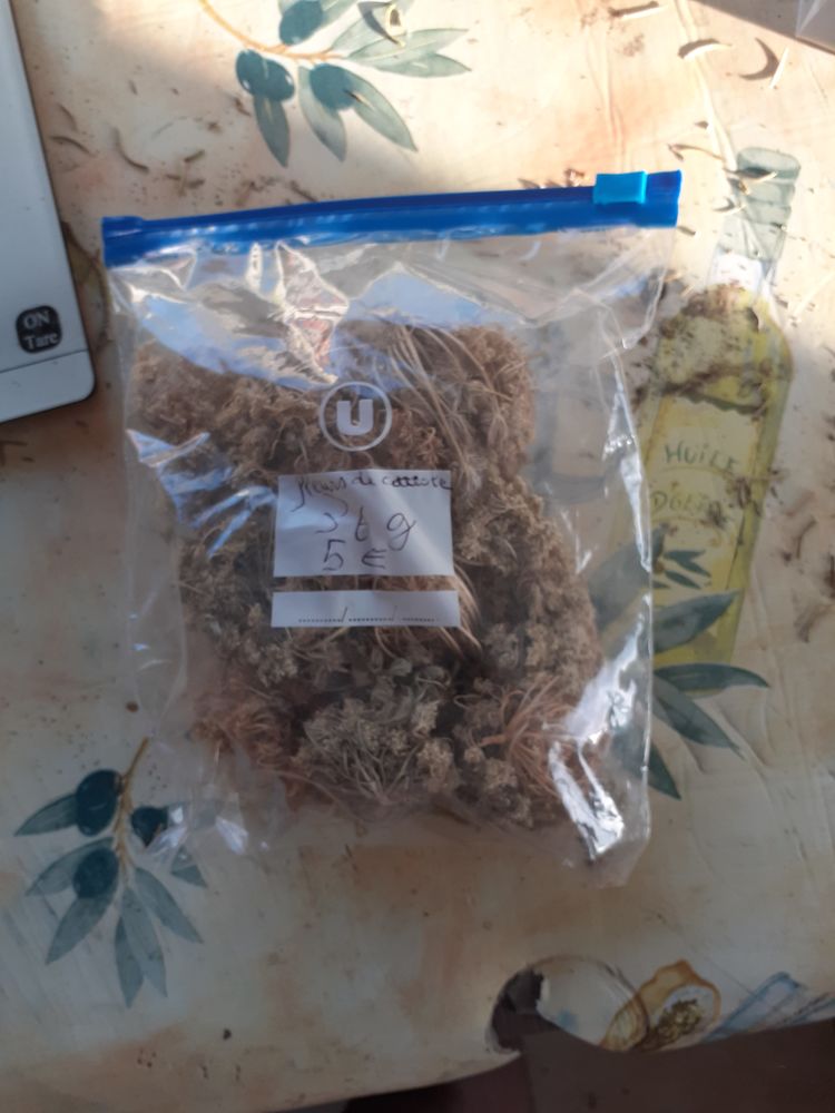 Fenouil 5 Saint-Laurent-d'Aigouze (30)