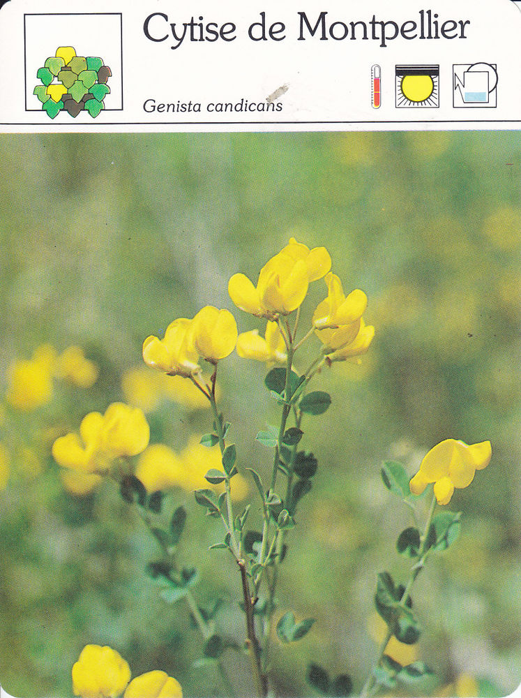   582  Lot n�1/2  De 30 Fiches Monde V�g�tal  Editions SERVI 0 Lunel (34)