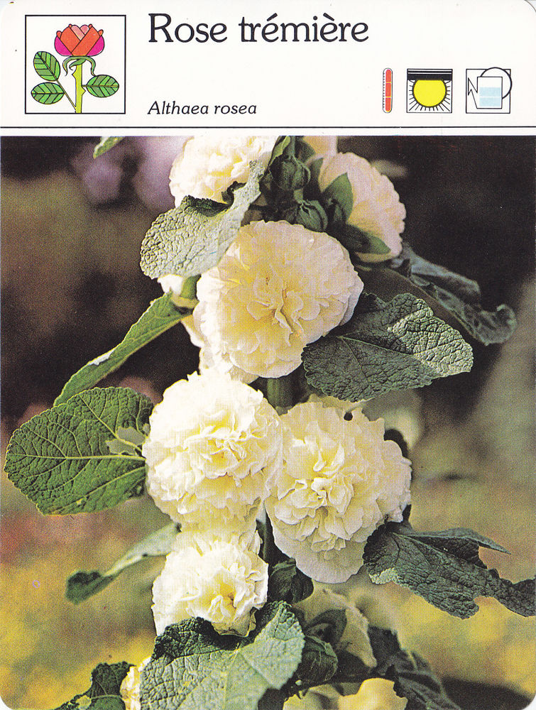 582  Lot n�2/2  De 30 Fiches Monde V�g�tal  Editions SERVICE 0 Lunel (34)