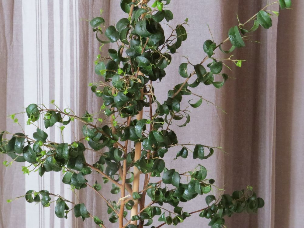 Ficus Benjamina Baroque d' 1 m 60 de haut.
60 Craponne-sur-Arzon (43)