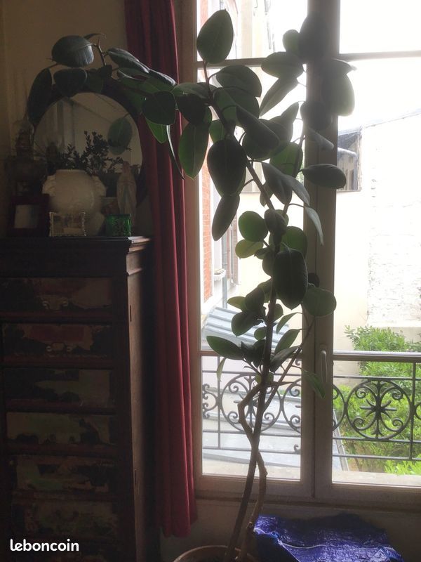 Ficus elastica 0 Paris 17 (75)