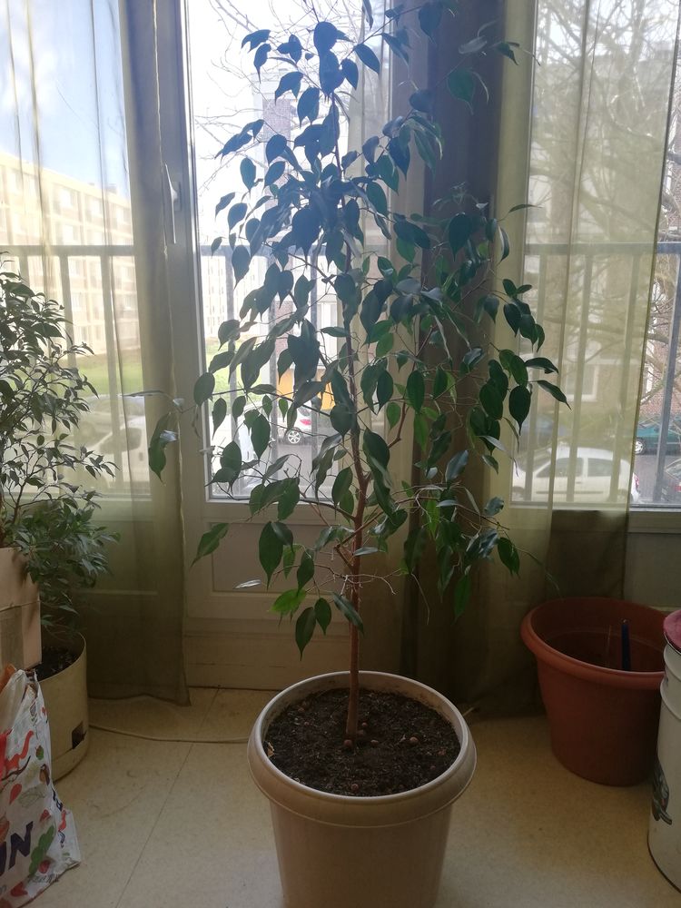 Ficus de 1,50m 4 Rouen (76)