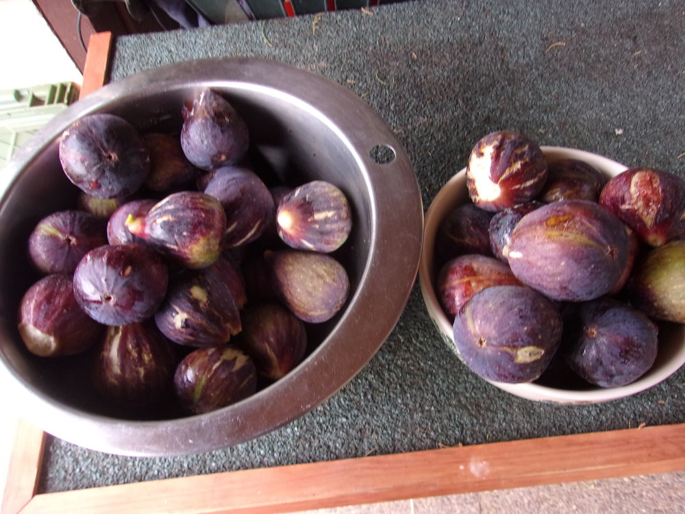 Figues fra�ches mauves, grosses, parfum�es et bien sucr�es. 4 Villars-les-Dombes (01)