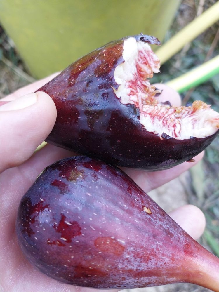 1 ou 2 ou 3 Figuiers biferes fruits pourpre hauteur entre 1m60 et 1m90 pot 20l 30 Montpellier (34)