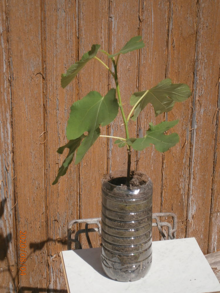   FIGUIERS 10 Vertus (51)