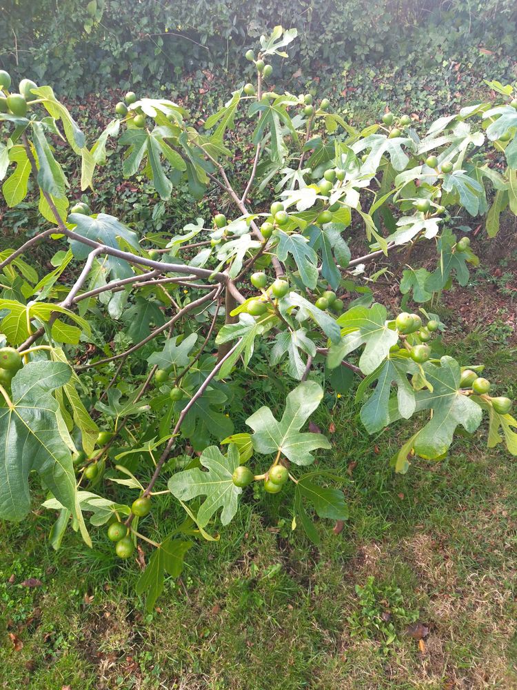 FIGUIERS 30 Locarn (22)