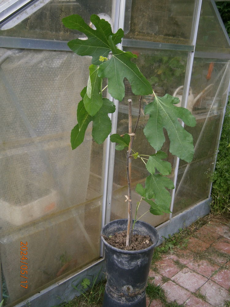 FIGUIERS 25 Vertus (51)