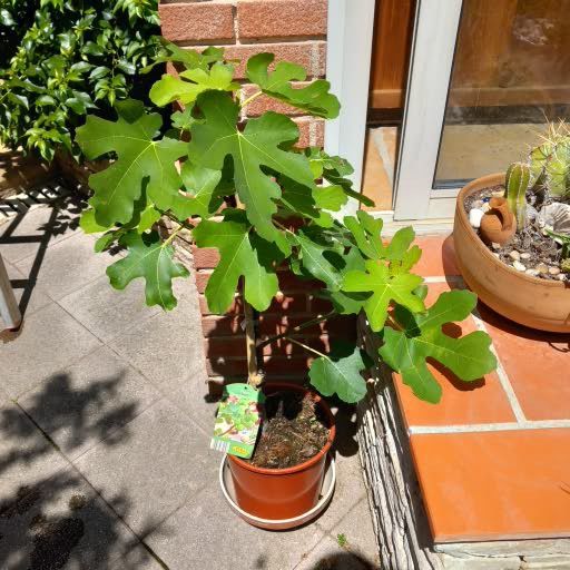 figuiers 15 La Tour-du-Crieu (09)